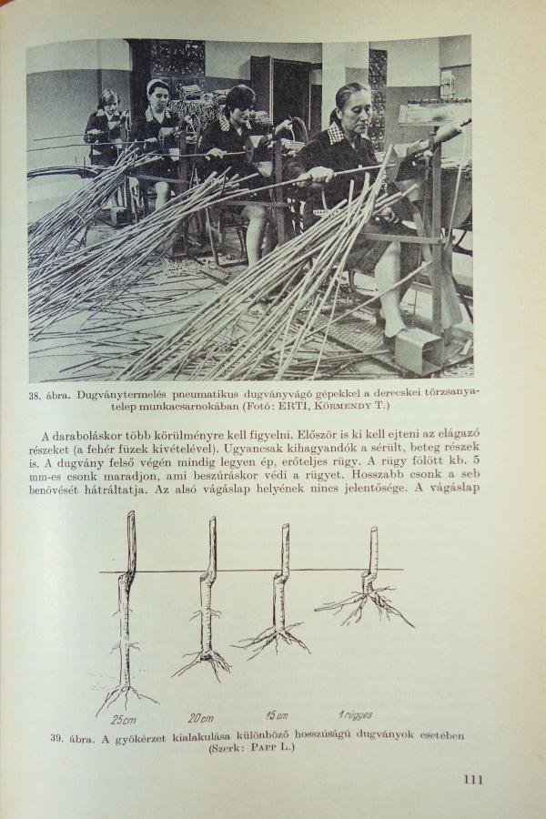 KERESZTESI Béla (szerk): A nyárak és a füzek termesztése.