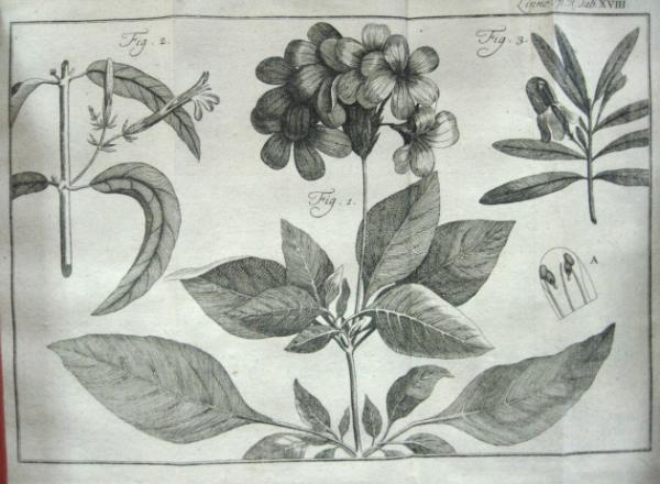 LINNE (LINNAEUS), Carl von: Vollständiges Pflanzensystem...
