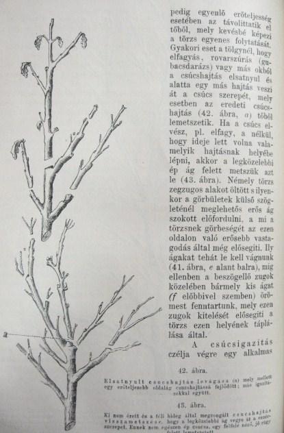 FEKETE Lajos: A tölgy és tenyésztése.
