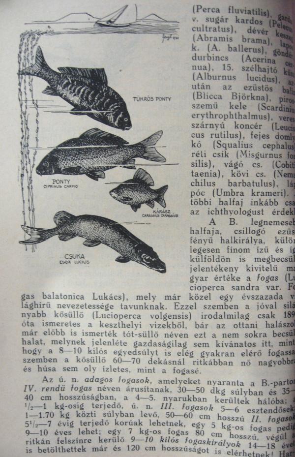 DORNYAY-VIGYÁZÓ (szerk): Balaton és környéke.