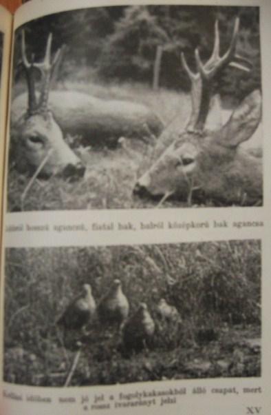ERDÉSZEK ÉS VADÁSZOK ZSEBKÖNYVE 1959.